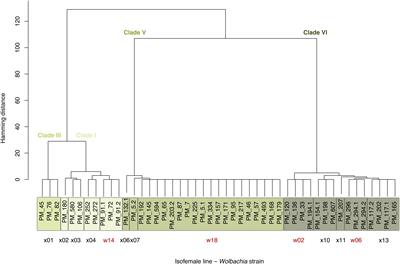 Long-Term Dynamics Among Wolbachia Strains During Thermal Adaptation of Their Drosophila melanogaster Hosts